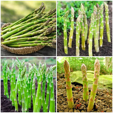 Asparagus Seeds - All In One For Home Gardens