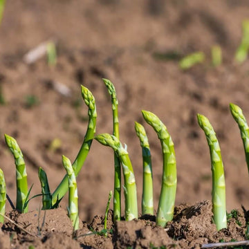 Asparagus Seeds - Green Setose