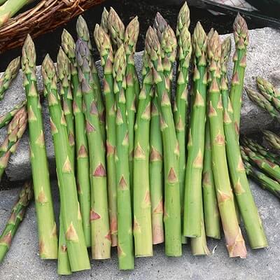 Asparagus Seeds - Mary Washington