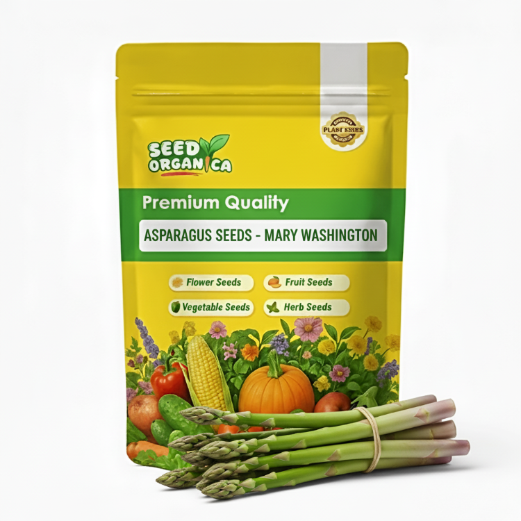 Asparagus Seeds - Mary Washington