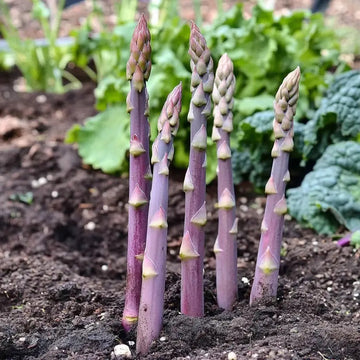 Asparagus Seeds – Purple
