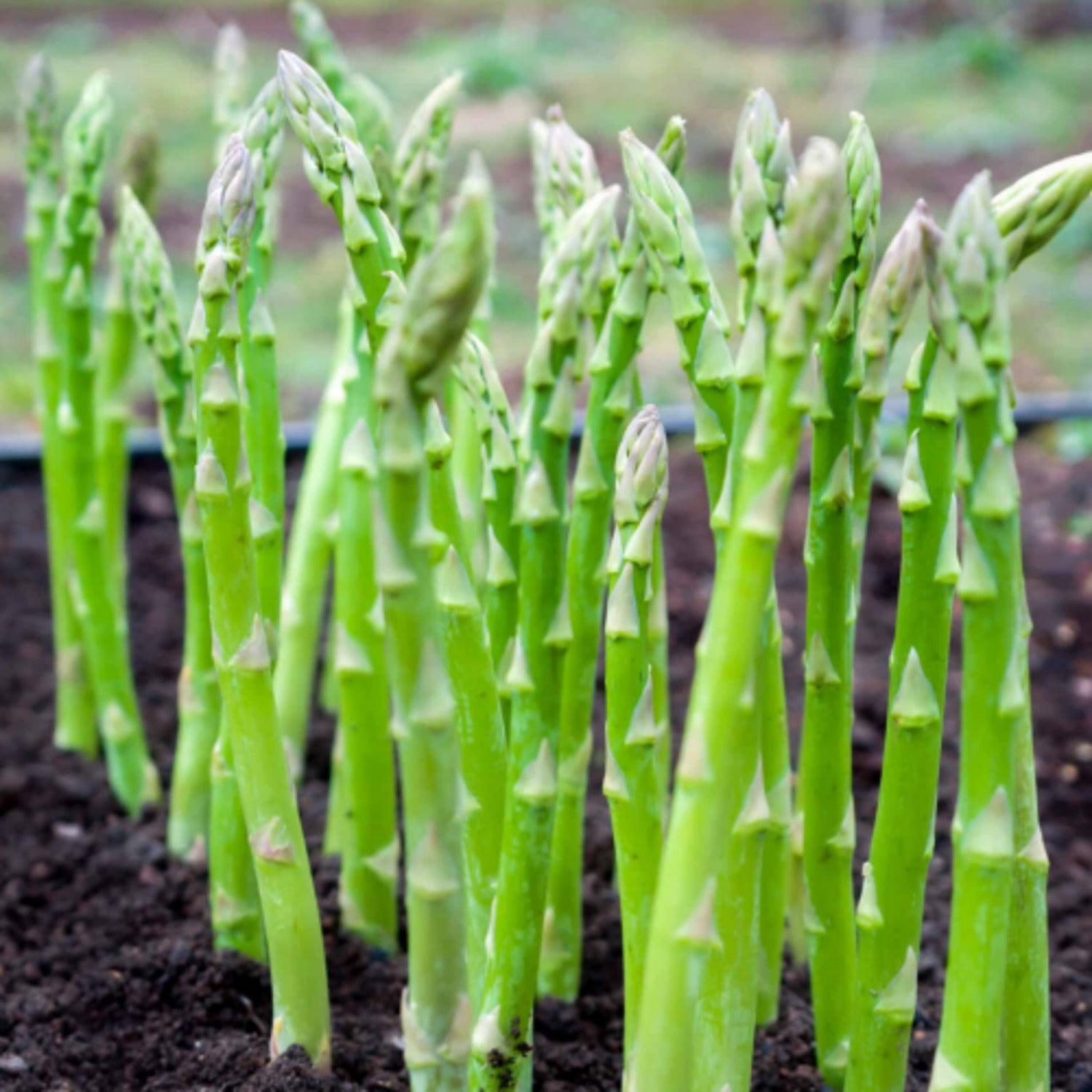 Asparagus Seeds – Wild
