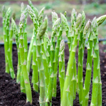 Asparagus Seeds – Wild
