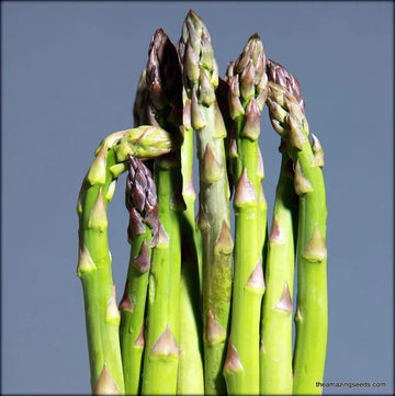 Asparagus Seeds – Wild
