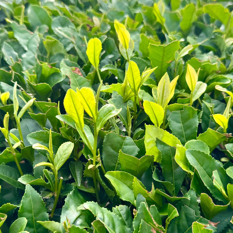 Assam Tea Plant Seeds