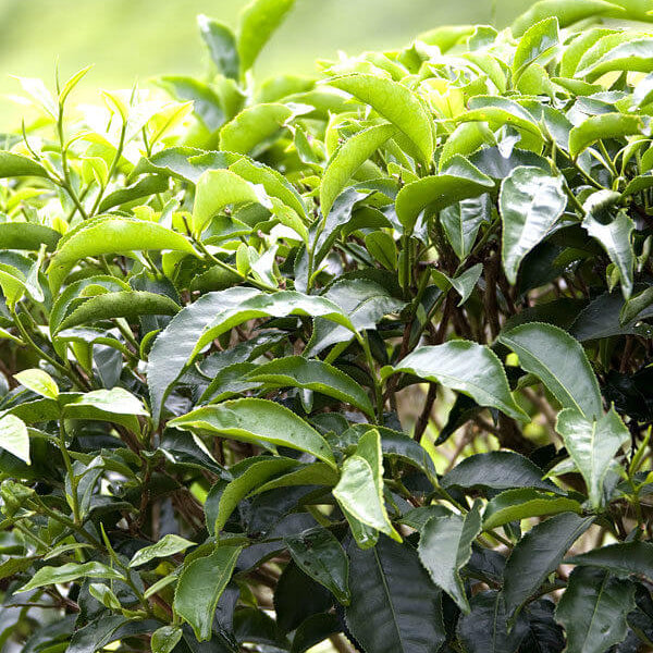 Assam Tea Plant Seeds