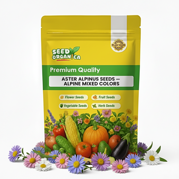 Aster Alpinus Seeds – Alpine  Mixed Colors