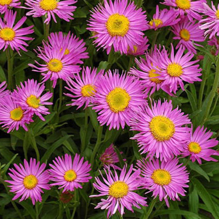 Aster Alpinus Seeds – Alpine Perennial, Mixed Colors
