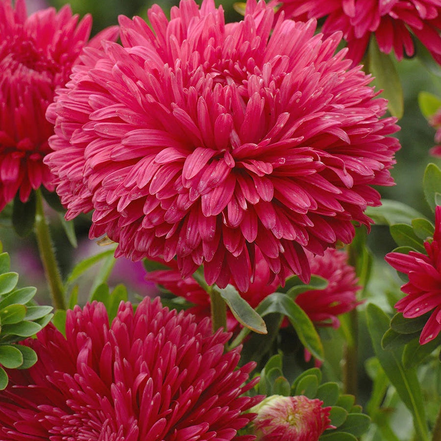 Aster Seeds – China Dark Pink