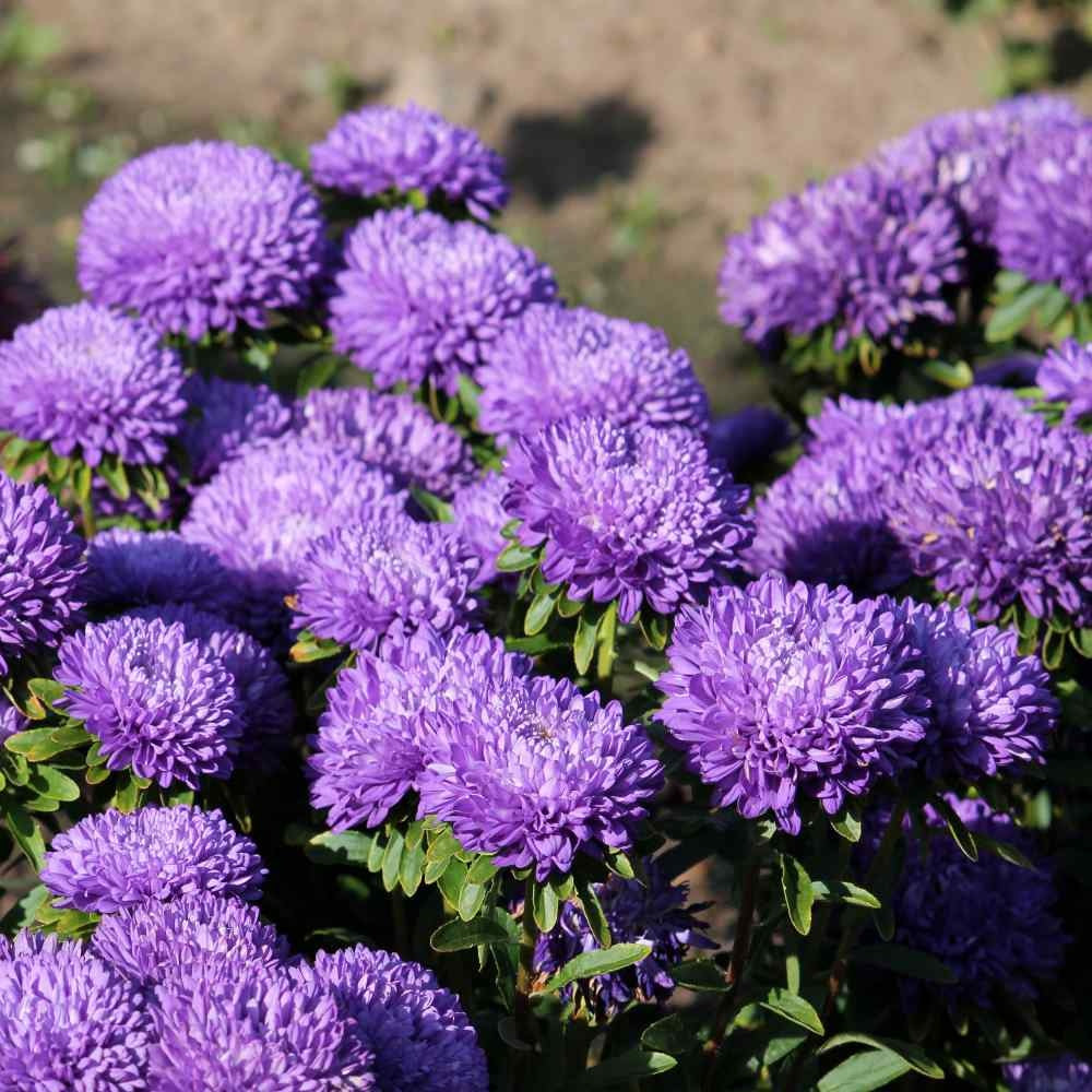 Aster Seeds – China Dark Violet