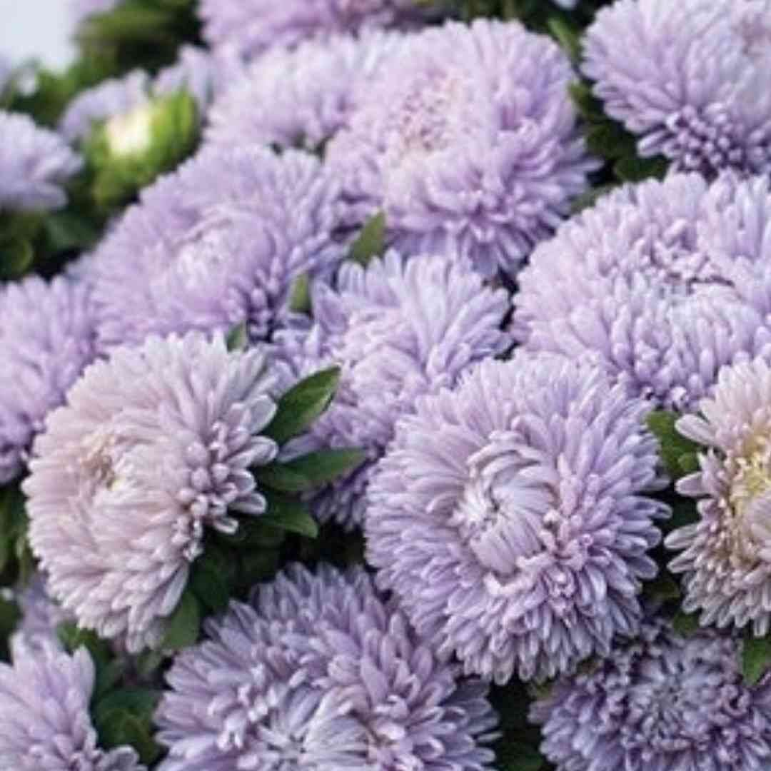 Aster Seeds – China Light Purple