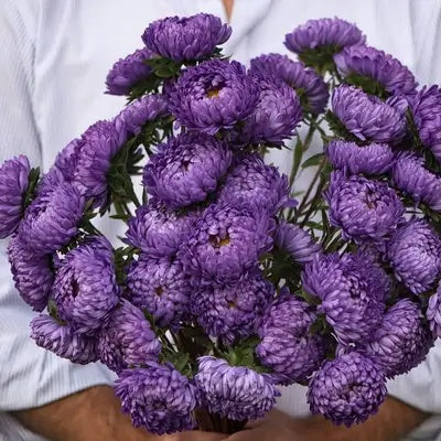 Aster Seeds – China Purple