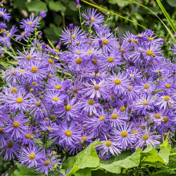 Aster Seeds – Frikartii

