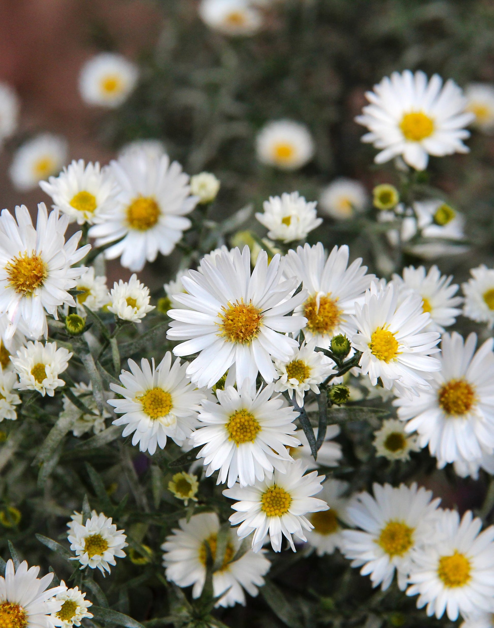 Aster Seeds – Frost
