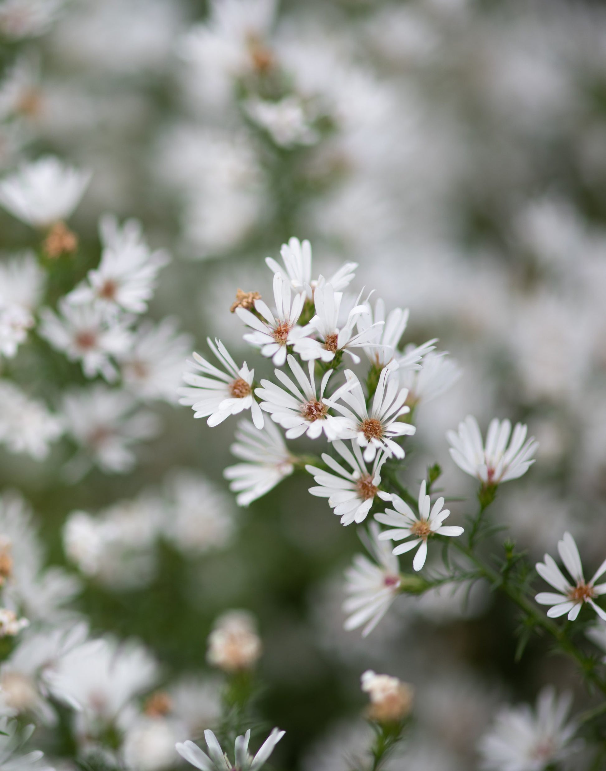 Aster Seeds – Frost
