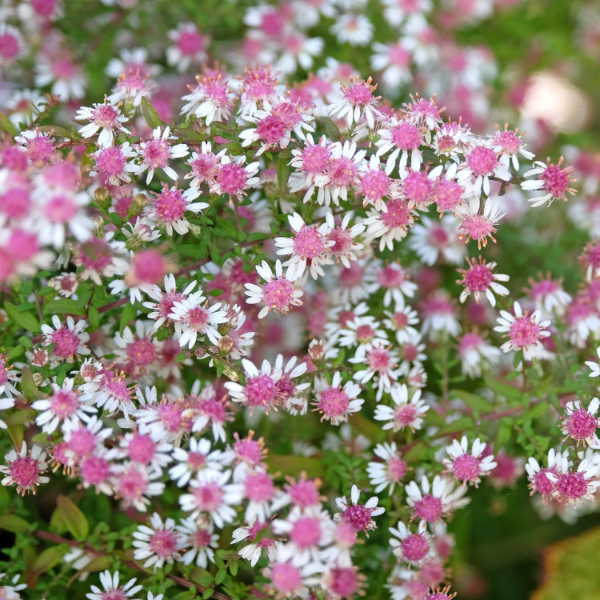 Aster Seeds – Lady in Black Calico
