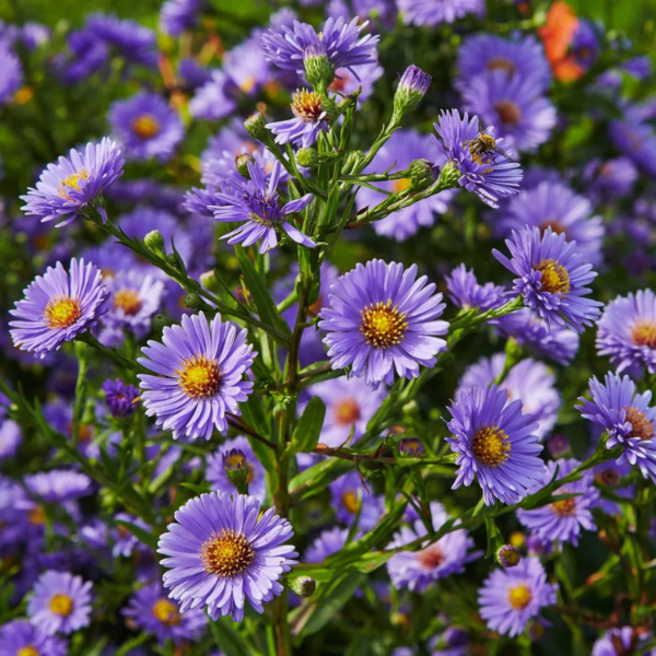 Aster Seeds – Novi-Belgii
