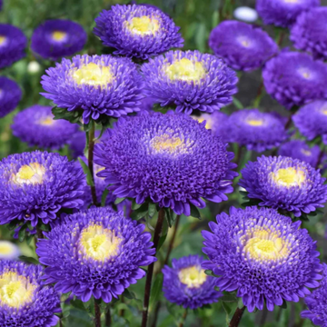 Aster Seeds – Pompon Blue Moon

