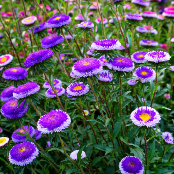 Aster Seeds – Pompon Blue Moon
