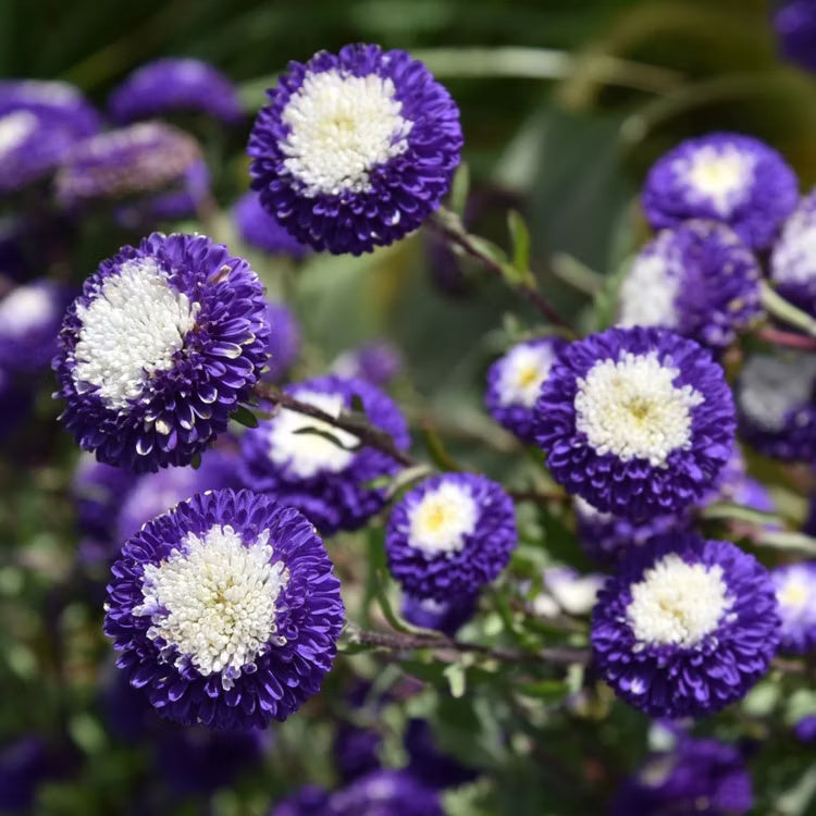 Aster Seeds – Purple & White