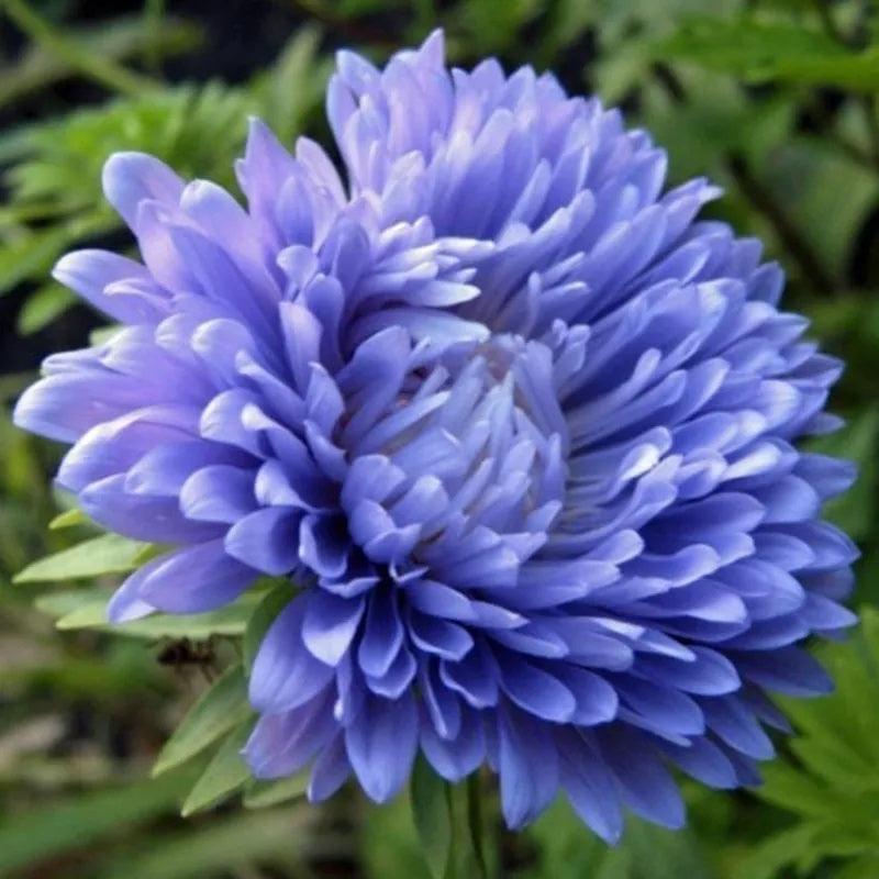 Aster Seeds – Blue China
