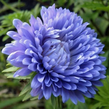Aster Seeds – Blue China
