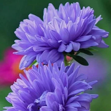 Aster Seeds – Blue China