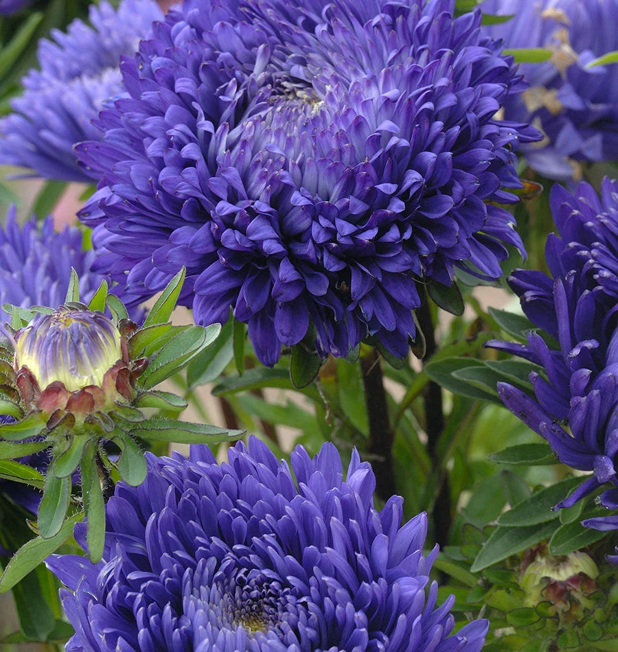 Aster Seeds – Blue China