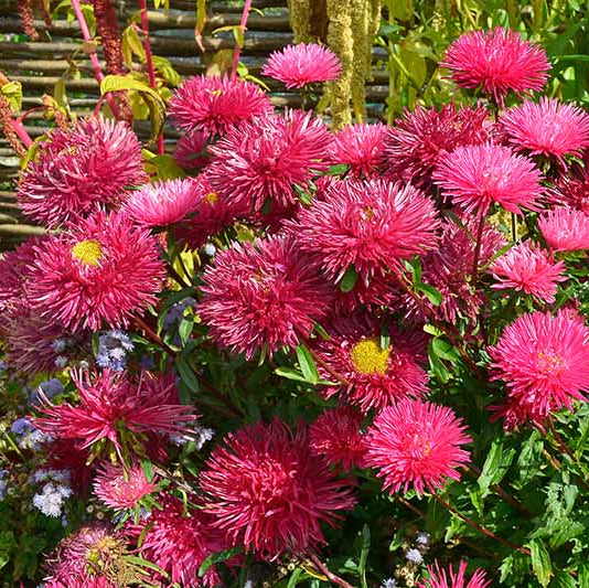 Aster Seeds – China Dark Pink