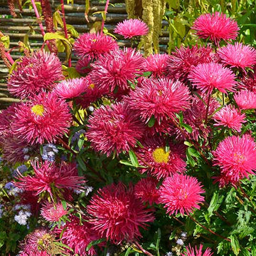 Aster Seeds – China Dark Pink