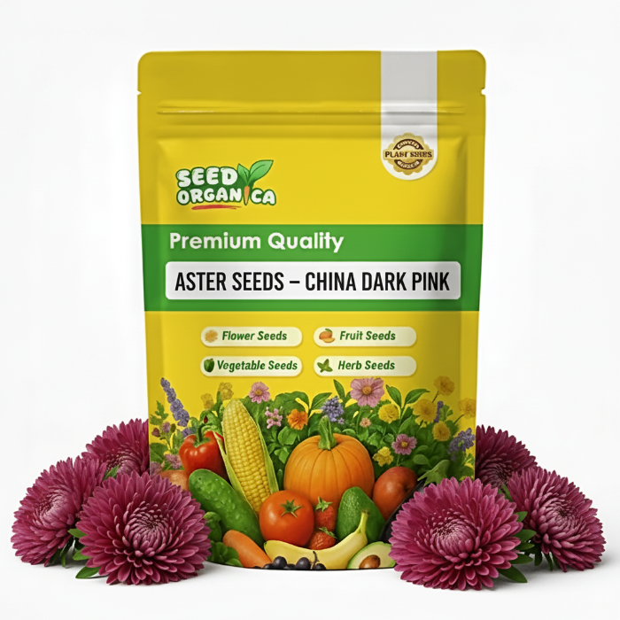 Aster Seeds – China Dark Pink