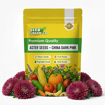 Aster Seeds – China Dark Pink