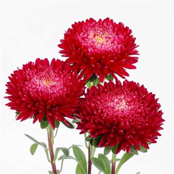 Aster Seeds – China Dark Pink