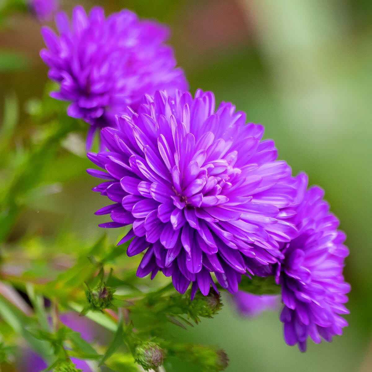Aster Seeds – China Dark Violet