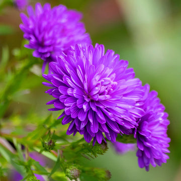 Aster Seeds – China Dark Violet