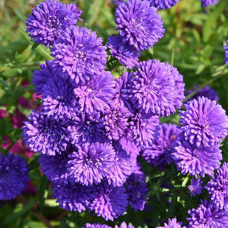 Aster Seeds – China Dark Violet