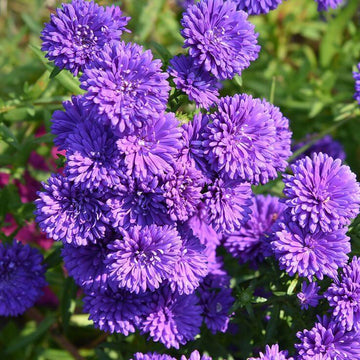 Aster Seeds – China Dark Violet