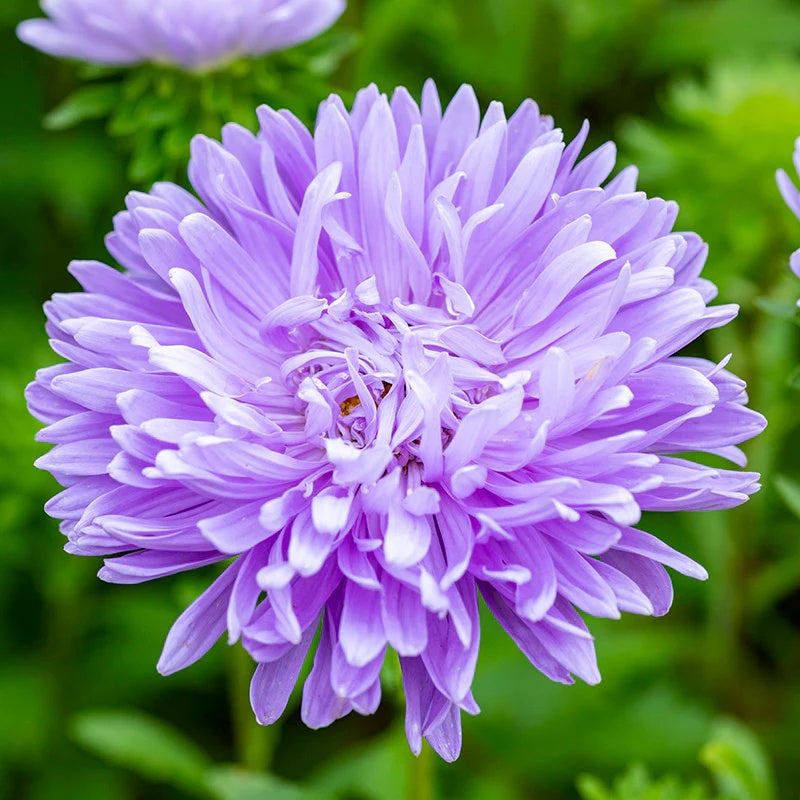 Aster Seeds – China Light Purple