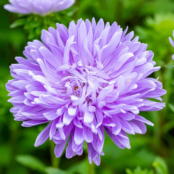 Aster Seeds – China Light Purple