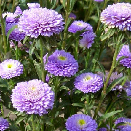 Aster Seeds – China Light Purple