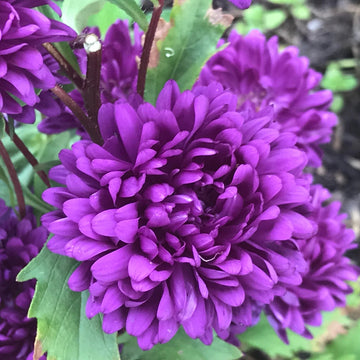 Aster Seeds – China Purple