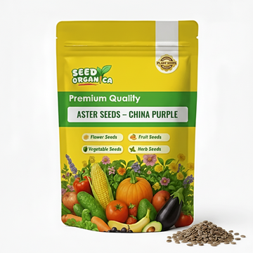 Aster Seeds – China Purple