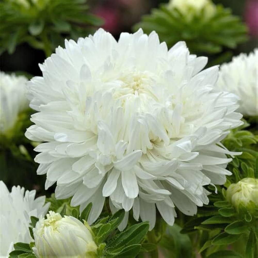 Aster Seeds – Duchess Paeony
