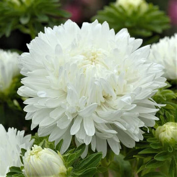 Aster Seeds – Duchess Paeony