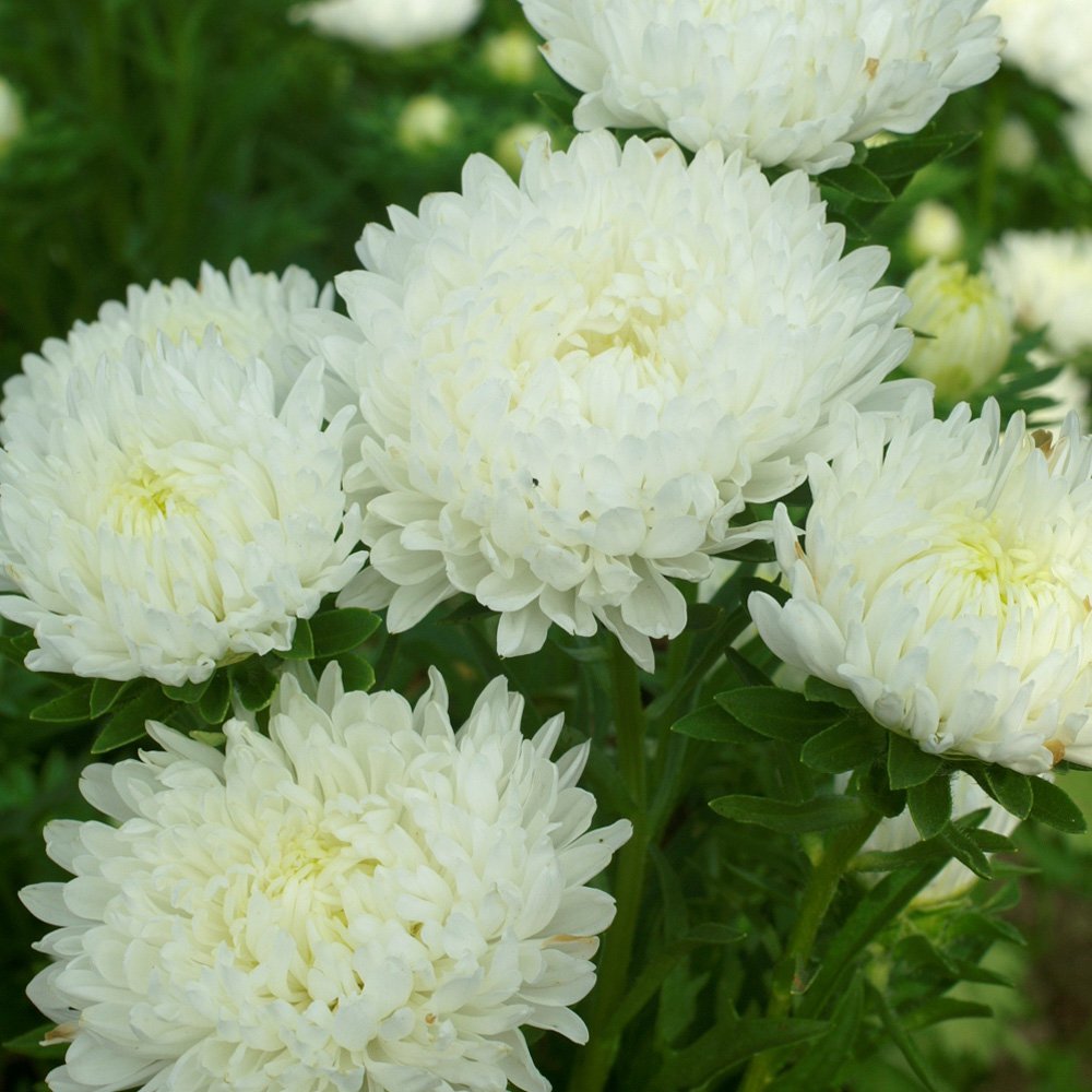 Aster Seeds – Duchess Paeony