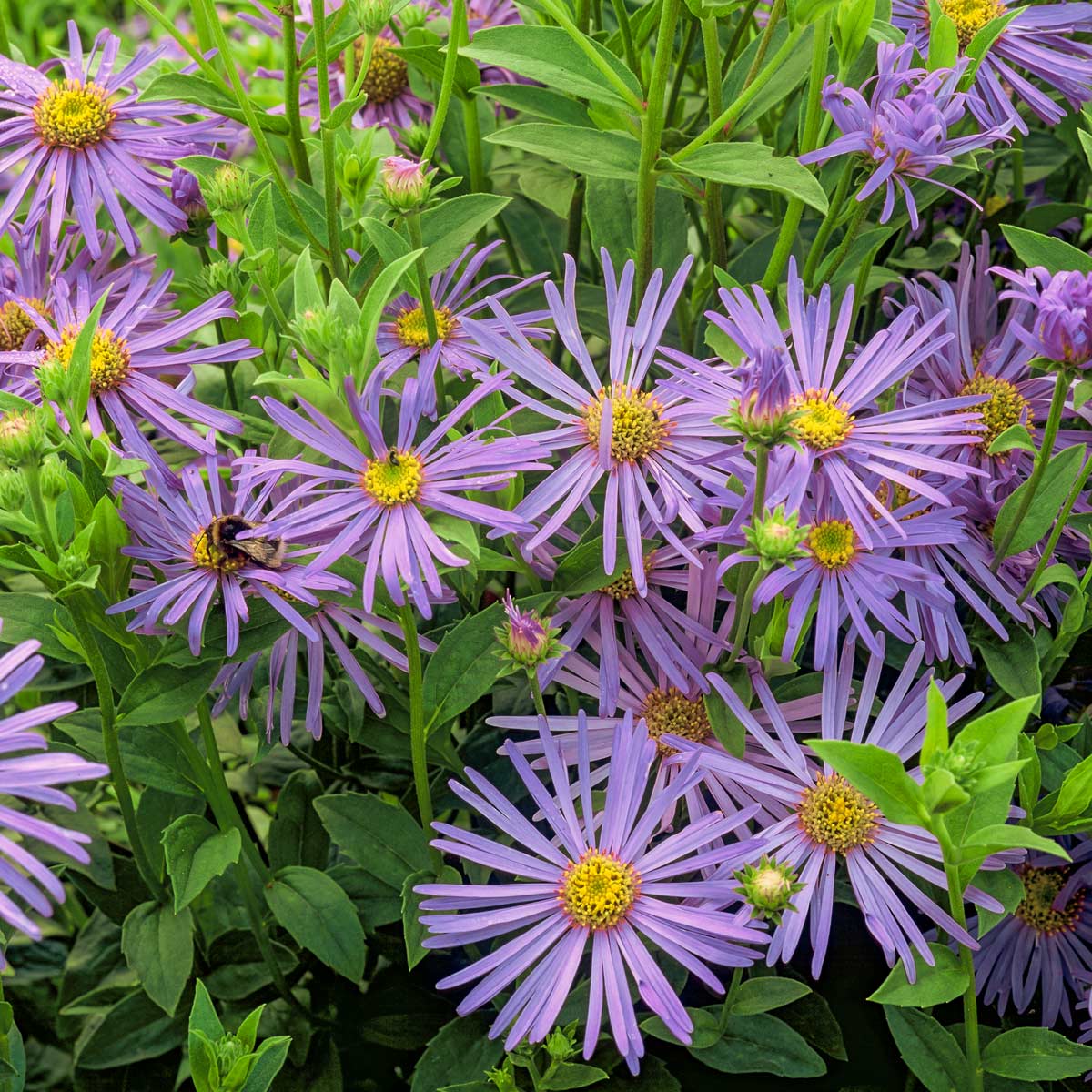 Aster Seeds – Frikartii
