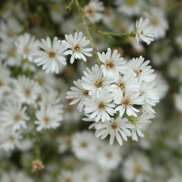 Aster Seeds – Frost
