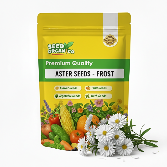 Aster Seeds – Frost