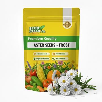 Aster Seeds – Frost