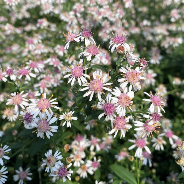 Aster Seeds – Lady in Black Calico
